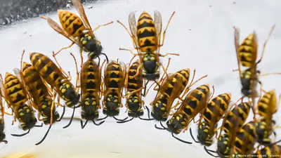 Пчелы и осы: чем различаются и кто опасней для человека | Бризмаркет.ру |  Дзен