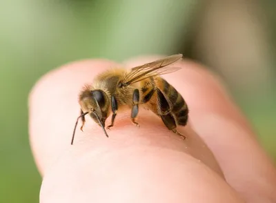 Смертельная битва осы и пчелы шокировала пользователей соцсетей