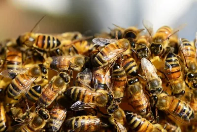 Российское общество \"Знание\" - Вы думали, что пчелы отличаются от ос лишь  тем, что первые собирают пыльцу, а вторые - нет? 🐝 ⠀ Не только! Вот ещё  несколько их отличий, которые не