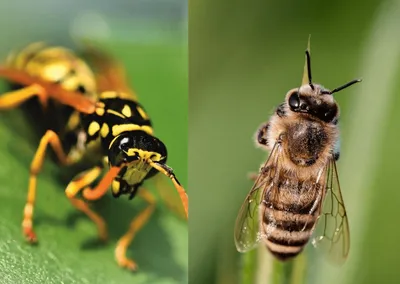 Что делать, если ужалила пчела или укусила оса?