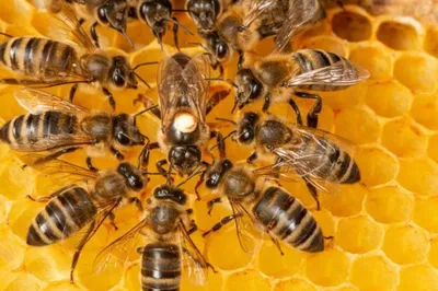 Осы, пчёлы, муравьи: зачем их сохранять и как? Карточки составлены на  основе статьи профессора, доктора биологических наук Владимира… | Instagram