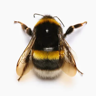 Пчела, ос с ведром для меда иконки Векторная иллюстрация ос, пчелы Ручная  лоба, ос Иллюстрация штока - иллюстрации насчитывающей иллюстрация, дело:  165579049