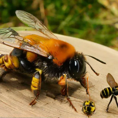 Уничтожение ос, пчёл, шершней | Служба СЭС в Костроме