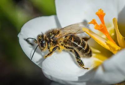 Укусы опасных насекомых. Как защитить себя в случае укуса шершня, осы, пчелы  - Аргументы и Факты