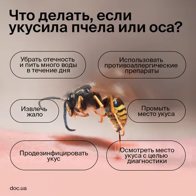 Пчёлы и осы (рассказывает энтомолог Владимир Карцев) - YouTube