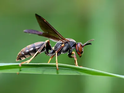 Осы: насекомые, которые едят насекомых» — создано в Шедевруме