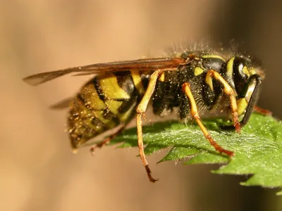 В процессе эволюции бумажные осы очень быстро научились узнавать друг друга  в лицо