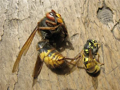 Общественные осы (Hymenoptera: Vespidae) Чувашии - The social wasps  (Hymenoptera: Vespidae) of the Chuvash Republic, Russia