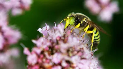 Как избавиться от назойливой осы на природе: три простых совета - 24  сентября, 2019 Популярное «Кубань 24»
