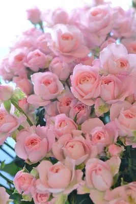 Открытки: Цветы | Семена цветов, Красивые цветы, Красивые розы