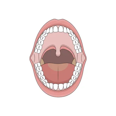 Бесплатные открытый рот стоковые фотографии | FreeImages