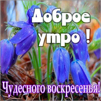 Доброе утро!. Всем отличного, продуктивного воскресенья! Официальный сайт  администрации - Лента новостей ДНР