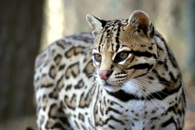 ОЦЕЛОТ: Домашний леопард с «ложными глазами» | ВКонтакте