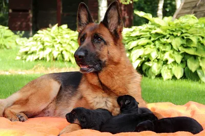 Немецкие овчарки / German Shepherds dog of Armenia