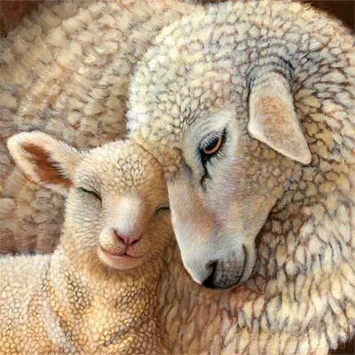 Рисунок овечка для детей - 57 фото