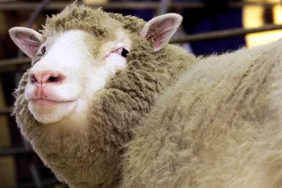 Клонирование овечки Долли: зачем был нужен эксперимент и какие его итоги |  Москва | ФедералПресс