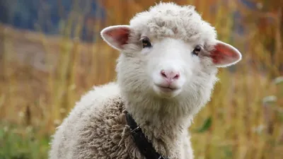 Валлийские черноносые овцы: «Овечки без лица». Что за странная порода с  чёрной бездной на месте морды? | Книга животных | Дзен