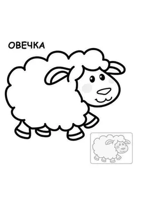 В проекте «Активный гражданин» выберут имя родившейся овечке на «Городской  ферме» ВДНХ | ВДНХ
