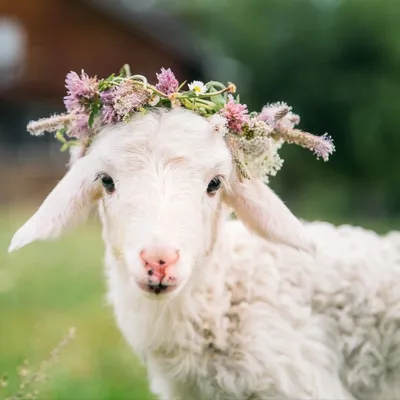 На «Городской ферме» на ВДНХ появились валлийские козы и лойские овцы //  Новости НТВ
