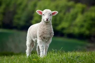 Овечки | Sheep art, Childish, Sheep
