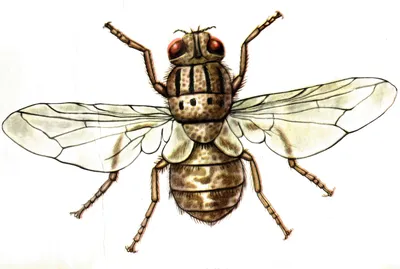 Овод Брауна стоковое фото. изображение насчитывающей насекомое - 138450552