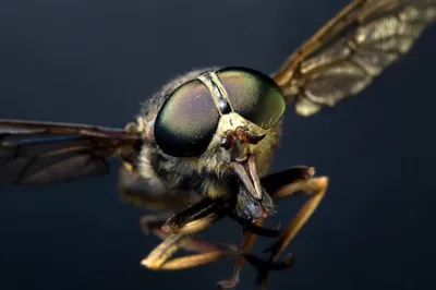 Овод. Самая злющая муха. | Природа и не только | Дзен