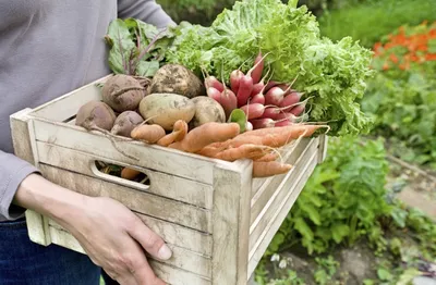 Сколько овощей и фруктов должно быть в суточном рационе — Городская  клиническая больница N 12 г. Казани