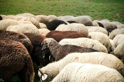 смешные овцы стоковое фото. изображение насчитывающей посмотрите - 84066084