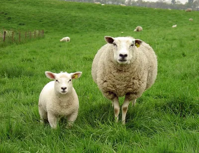 Романовские овцы - особенности и описание породы, AVA MARKET