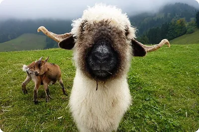 овца стоит в траве, покажи мне фото овцы, овец, животное фон картинки и  Фото для бесплатной загрузки