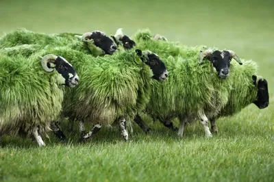 Испания сообщает о первой с 1968 года вспышке оспы овец | Ветеринария и  жизнь