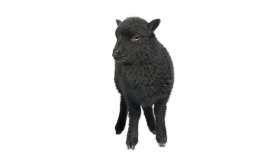 Валлисские черноносые овцы — Latifundist.com