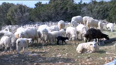 Карликовая овца – Weekend