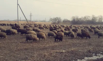 Хорватия: уникальные овцы с острова Паг | Euronews