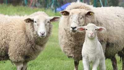 Как овцы живут: 9 интересных фактов о животном из рода баранов |  Приключения натуралиста | Дзен