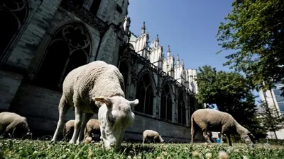 723 881 рез. по запросу «Овца» — изображения, стоковые фотографии,  трехмерные объекты и векторная графика | Shutterstock