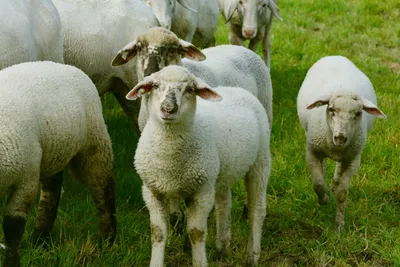 Купить Овцы - в Украине