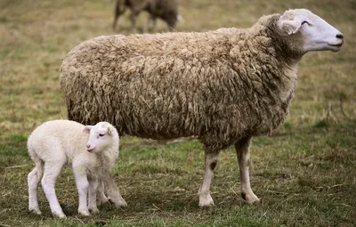 Овцы: покупка и продажа оптом и в розницу от производителя, цены - АгроМер