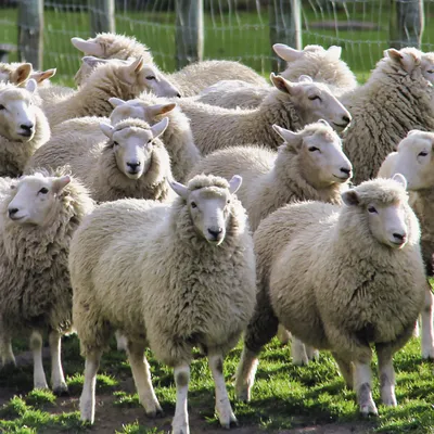 Домашние овцы – интересные факты | DieTierwelt | Дзен
