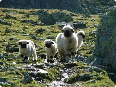 File:Овцы в поле (39174670340).jpg - Wikimedia Commons