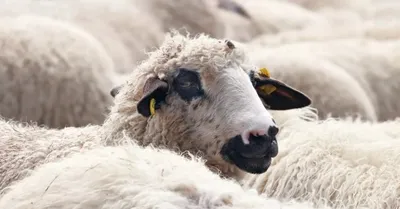 Sheep. Овцы. PNG. | Овечье искусство, Изображение животного, Цветочное  искусство