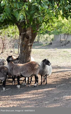 Шароле овца, заказать из Европы - ТД Эльстадо