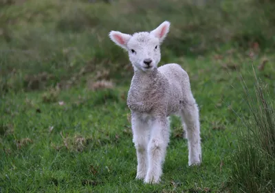 Как запустить желудок у овцы: как помочь овцам при остановке рубца |  Информационное агентство «Время Н»