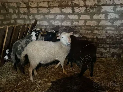 Почти 300 кг конопли съели овцы на ферме в Греции. Когда овец нашли, они  странно себя вели. / греция :: страны :: конопля :: овцы :: марихуана /  смешные картинки и другие