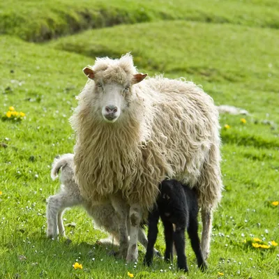 В Мордовии раскрыли кражу белой овцы