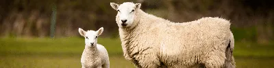 Овцы: покупка и продажа оптом и в розницу от производителя, цены - АгроМер