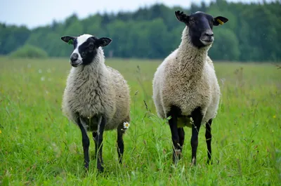 Рогатые и комолые овцы: чья шерсть лучше и длиннее?