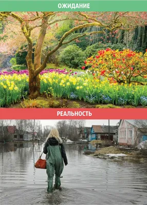 Дача: ожидание и реальность