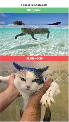 Ожидание и реальность (37 фото) - Домашние Беседы - 23 октября -  43432541112 - Медиаплатформа МирТесен