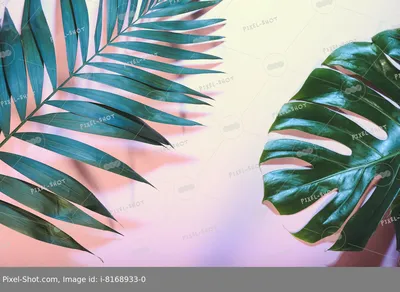 Пальмовые листья - OBJECTS